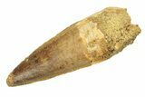 Fossil Spinosaurus Tooth - Real Dinosaur Tooth #268315-1